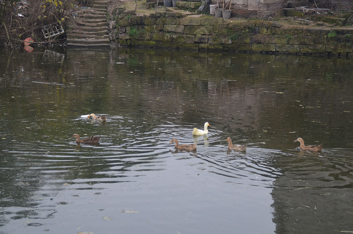 DSC_0088.jpg