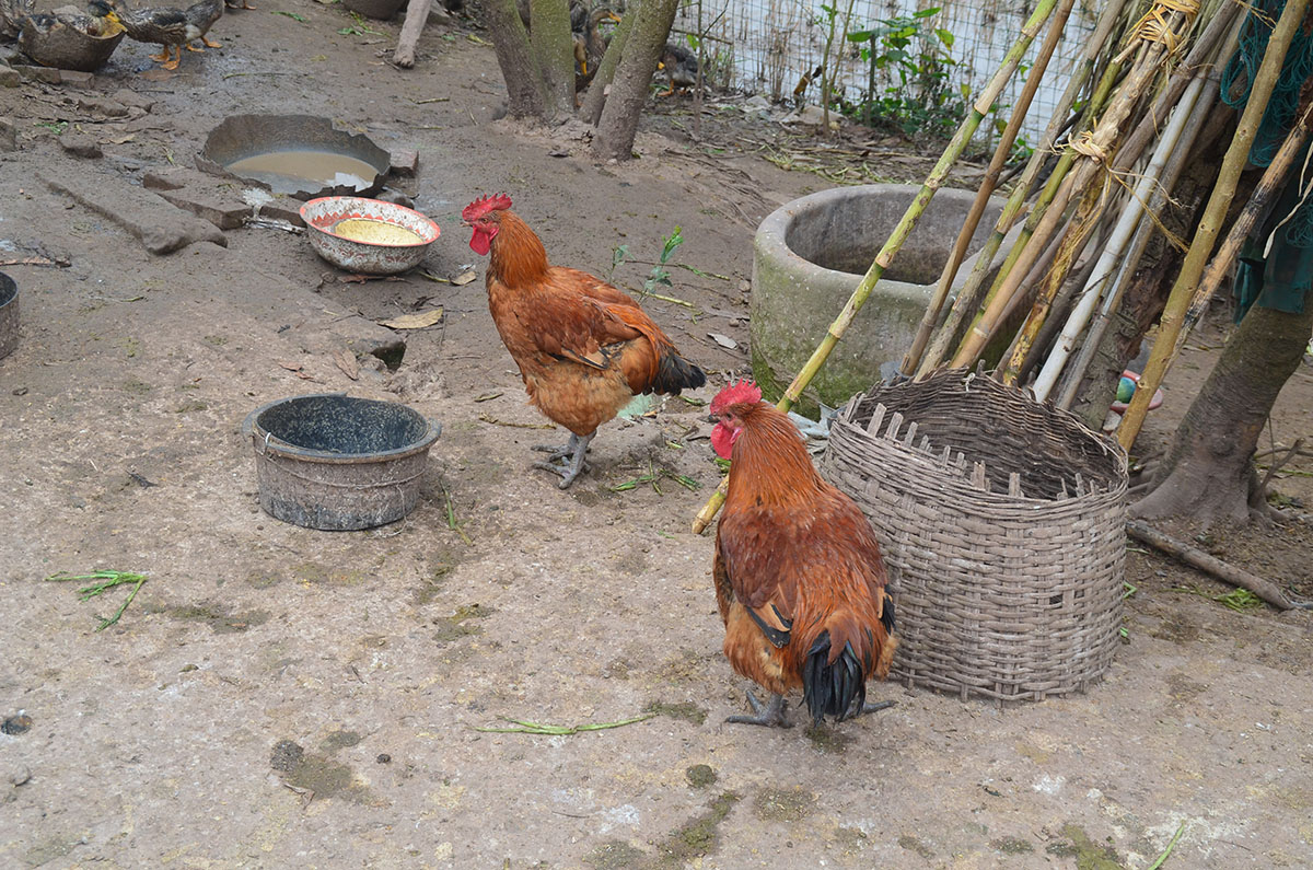 DSC_0052.jpg
