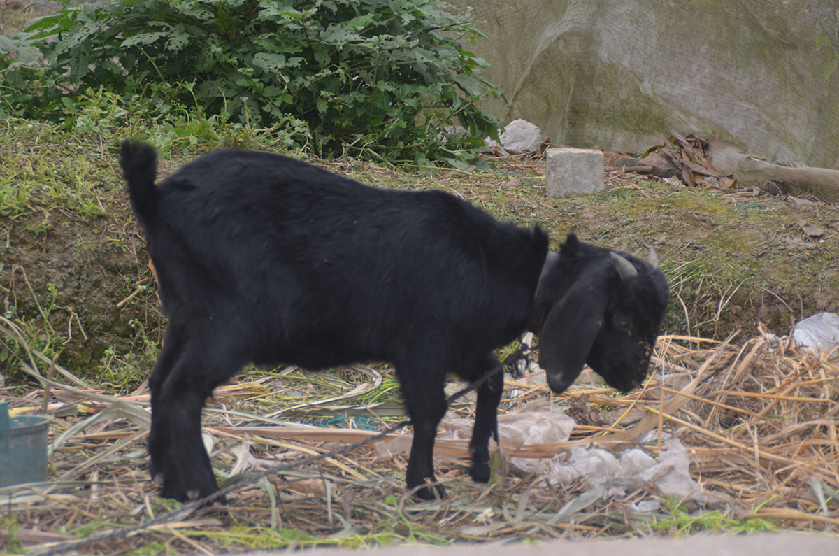 DSC_0035.jpg