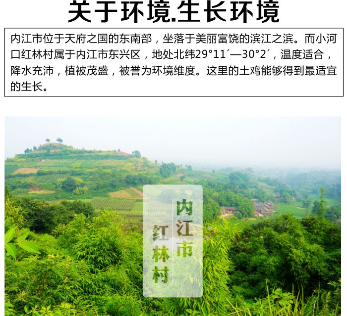 红林土鸡2.jpg