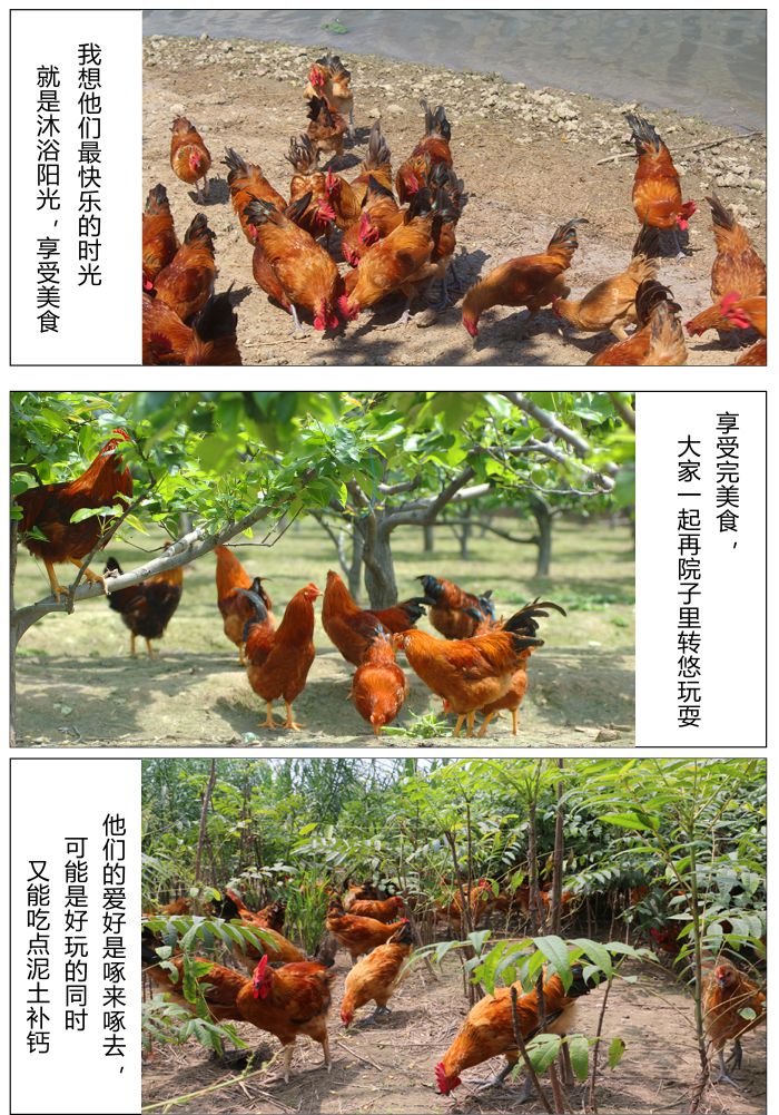 红林土鸡3.jpg