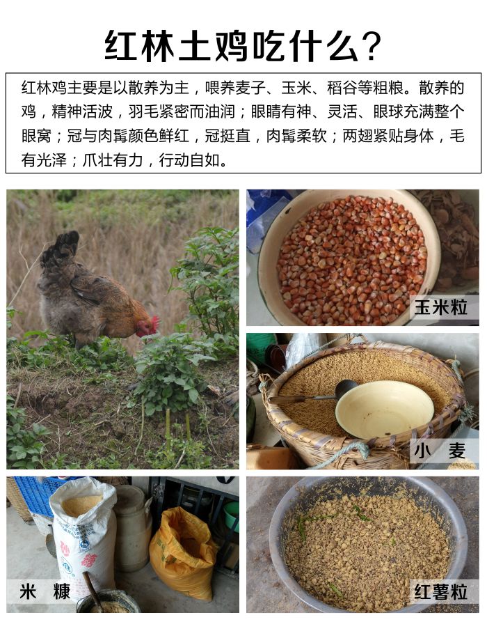 红林土鸡4.jpg