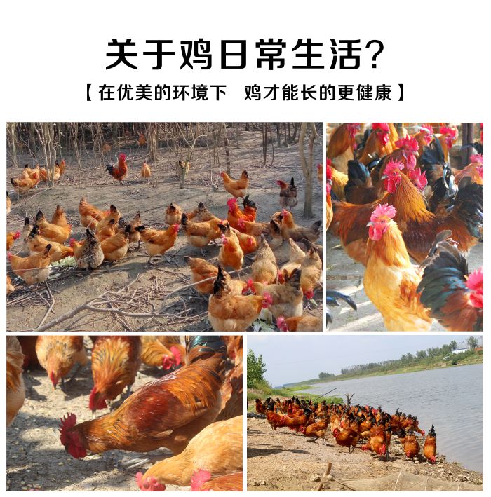 红林土鸡5.jpg