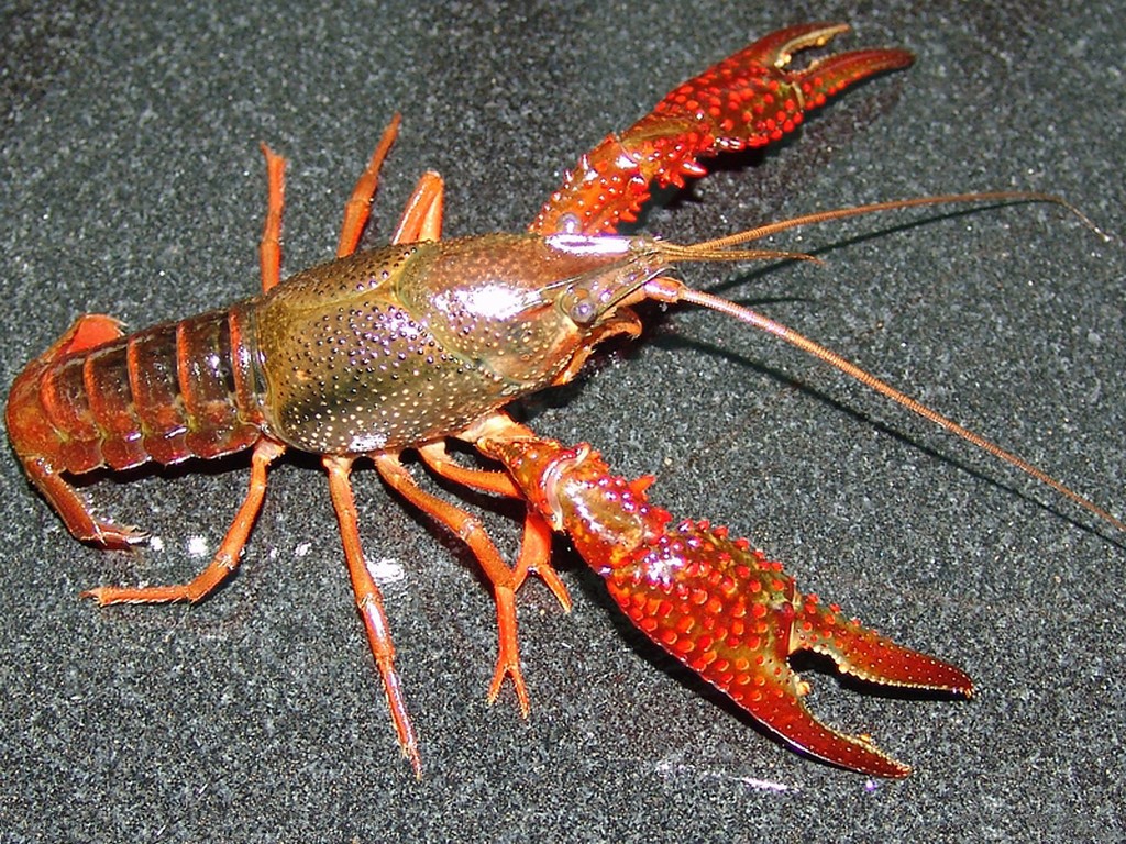 龙虾 芋河村电商服务站 内江全搜索 智慧内江综合电子商务平台